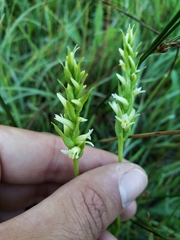 Spiranthes × stellata
