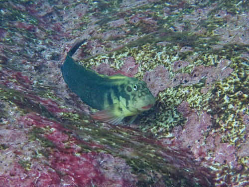 Black blenny (Ophioblennius atlanticus) — Blenniidae