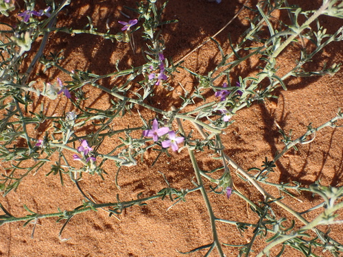 Image of Eremobium aegyptiacum by (c) Sylvain Eichhorn, some rights reserved (CC BY)