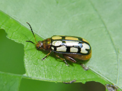 Disonycha scriptipennis