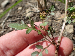 Rorippa curvisiliqua