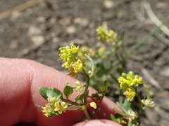 Rorippa curvisiliqua