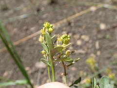 Rorippa curvisiliqua