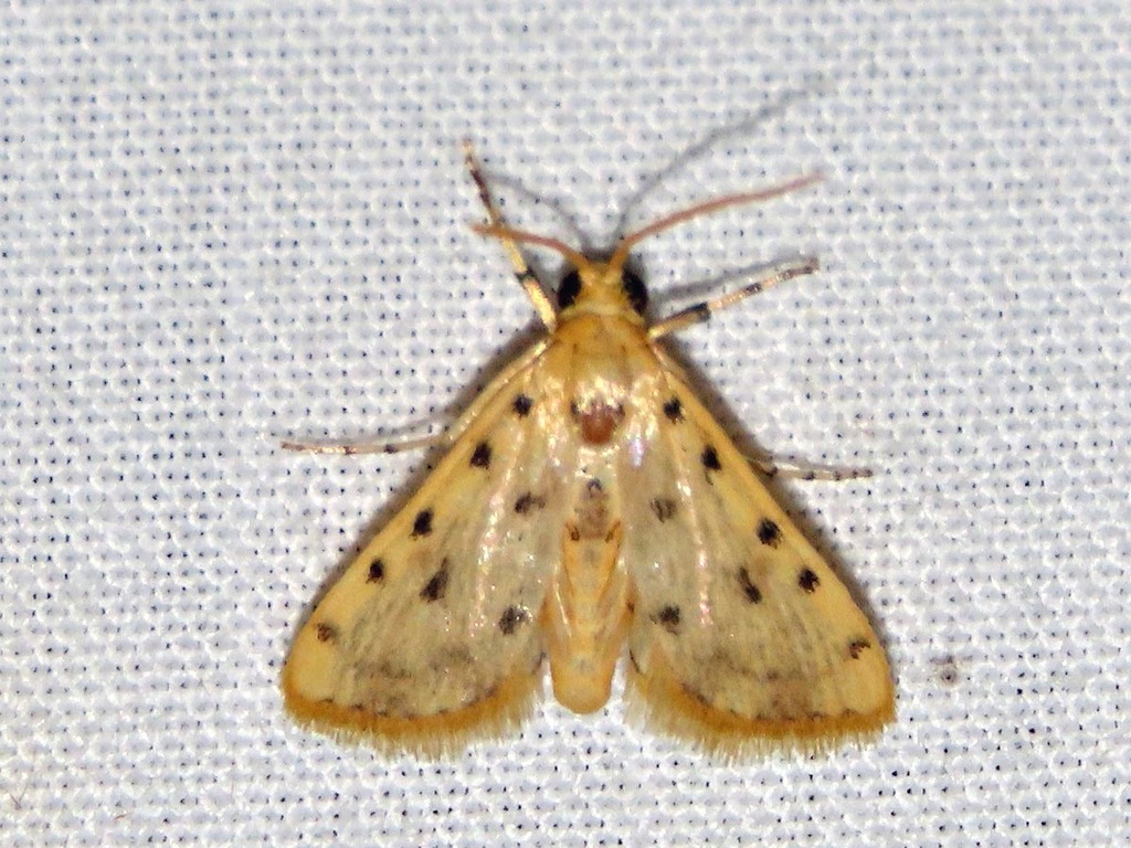 Calamoschoena stictalis