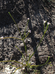 Euchaetis elsieae