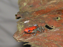 Ranitomeya reticulata