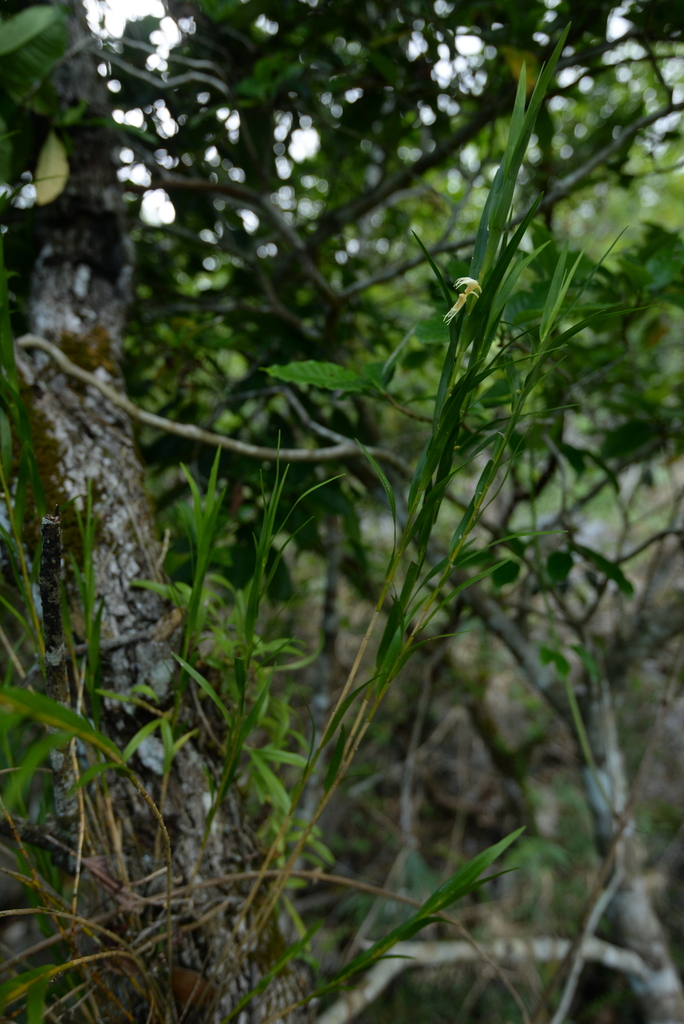 Dendrobium somae Hayata
