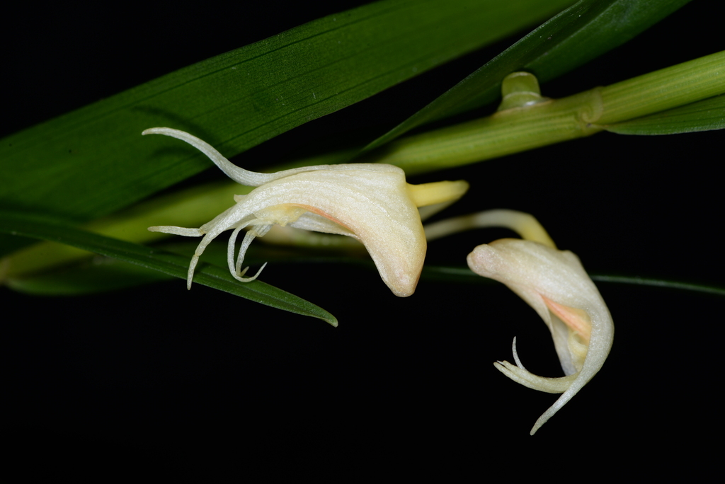 Dendrobium somai Hayata, 1916 2