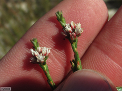Euchaetis elsieae