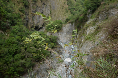 Buddleja curviflora iNat (1)