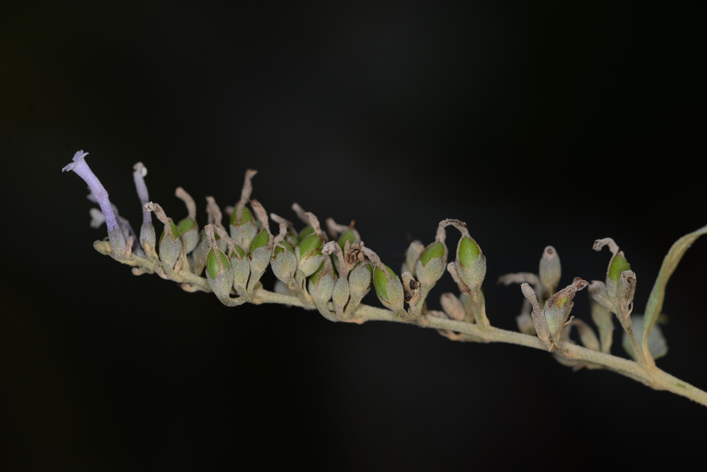 Buddleja curviflora