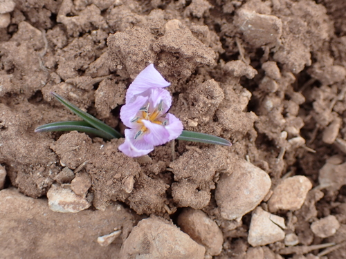 Image of Colchicum triphyllum by (c) Sylvain Eichhorn, some rights reserved (CC BY)