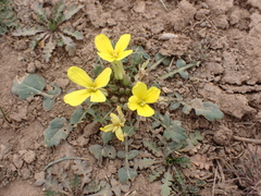 Raffenaldia primuloides