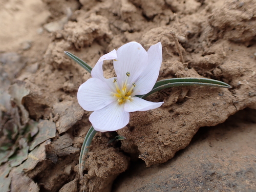 Image of Colchicum triphyllum by (c) Sylvain Eichhorn, some rights reserved (CC BY)