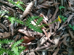 Chrysactinia pinnata