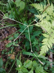 Osmorhiza aristata