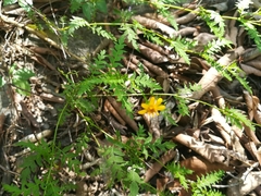 Chrysactinia pinnata