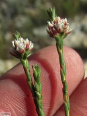 Euchaetis elsieae