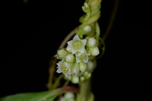 Peruvian dodder (Cuscuta obtusiflora)