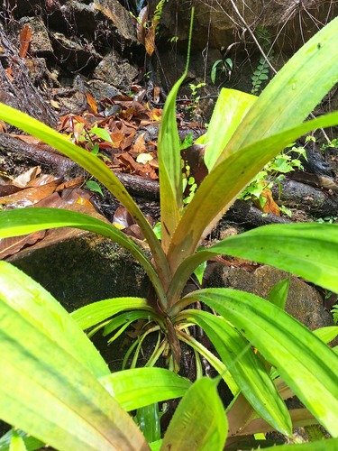 Mapania cuspidata observed 2025-02-28