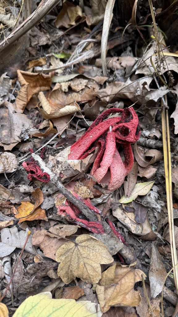 Clathrus archeri · February 2025 · photo: © frankashwood (iNaturalist, cc-by)
