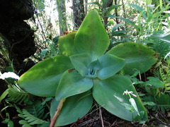 Gibbiflorae