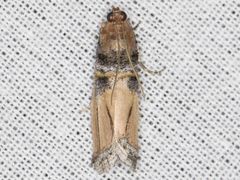 Dasypyga alternosquamella