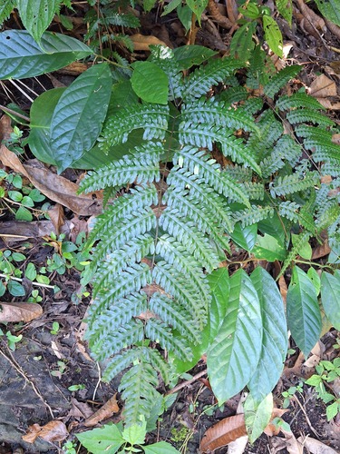 Pteridrys syrmatica observed 2025-02-28