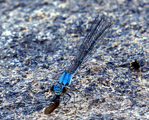 Powdered Dancer, Charlotte County, NB, Canada, photo 10 of 10