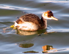 Rollandia microptera