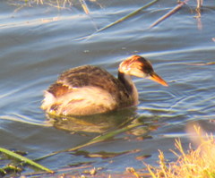 Rollandia microptera