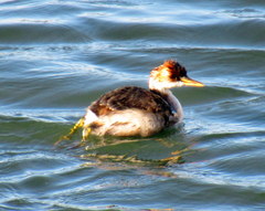 Rollandia microptera