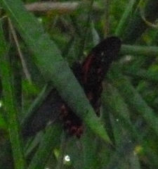 Papilio rumanzovia