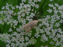 Blastobasis lacticolella