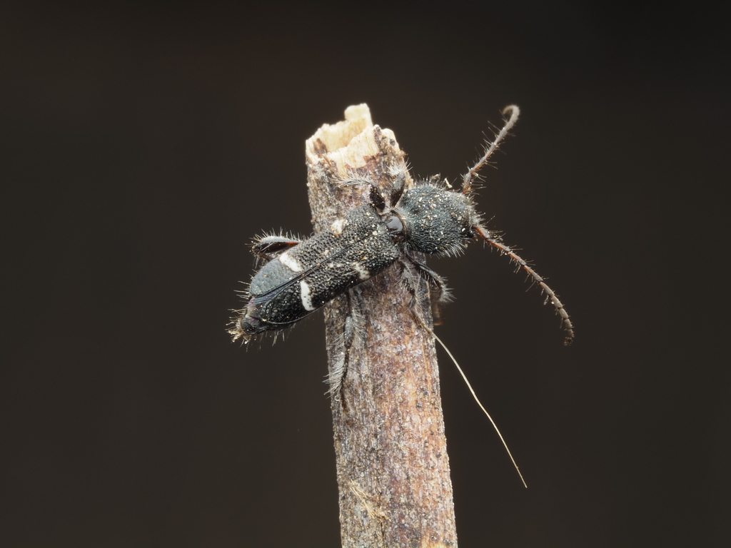 Ipomoria tillides