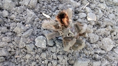Dugesiella anitahoffmannae