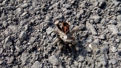 Dugesiella anitahoffmannae