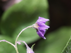 Solanum verrucosum