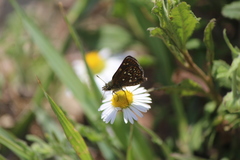 Piruna penaea