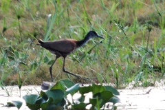 Actophilornis albinucha