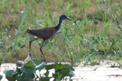 Actophilornis albinucha