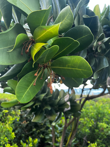 Foto de Abricó-de-praia