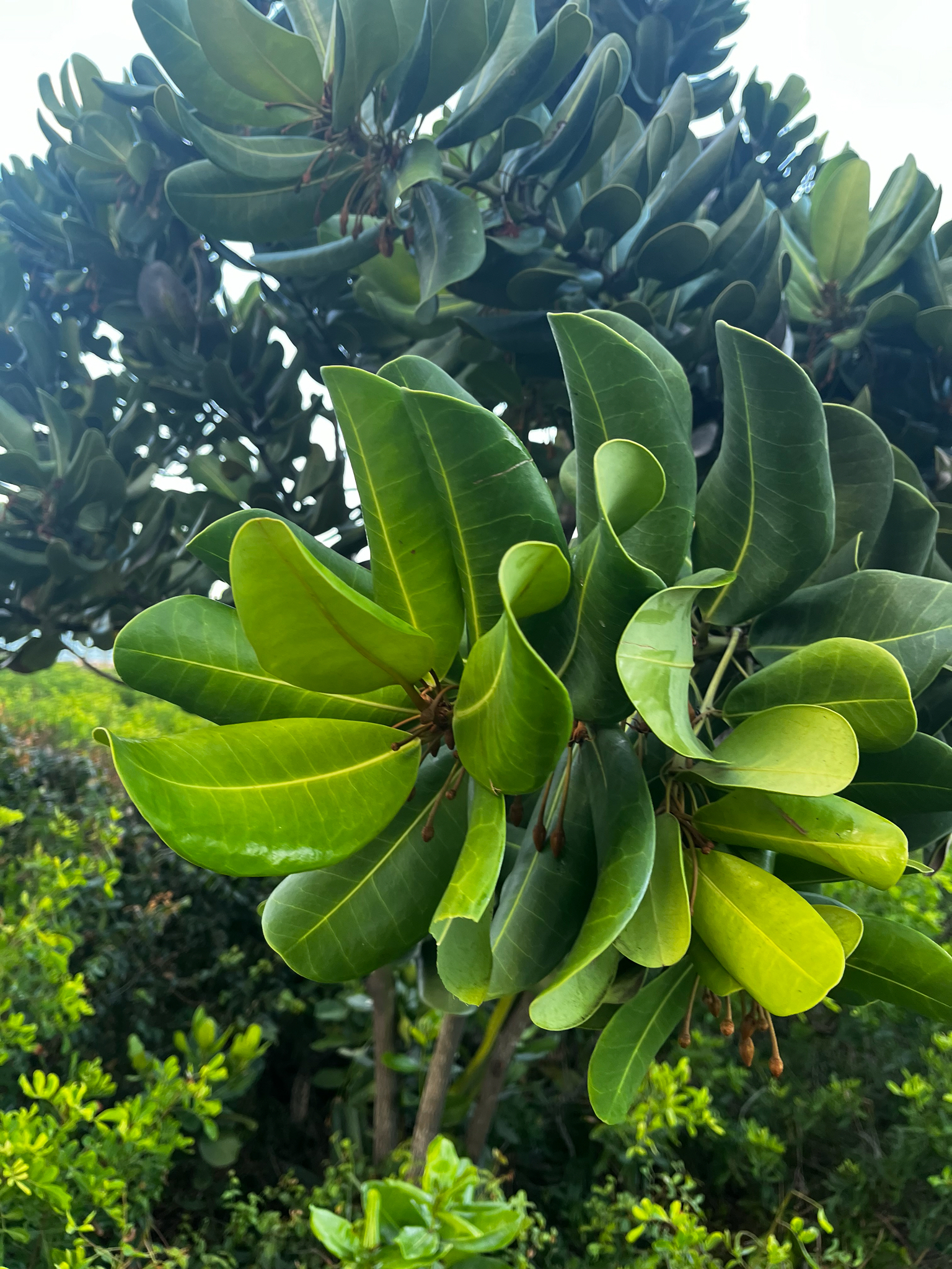 Imagem de Abricó-de-praia