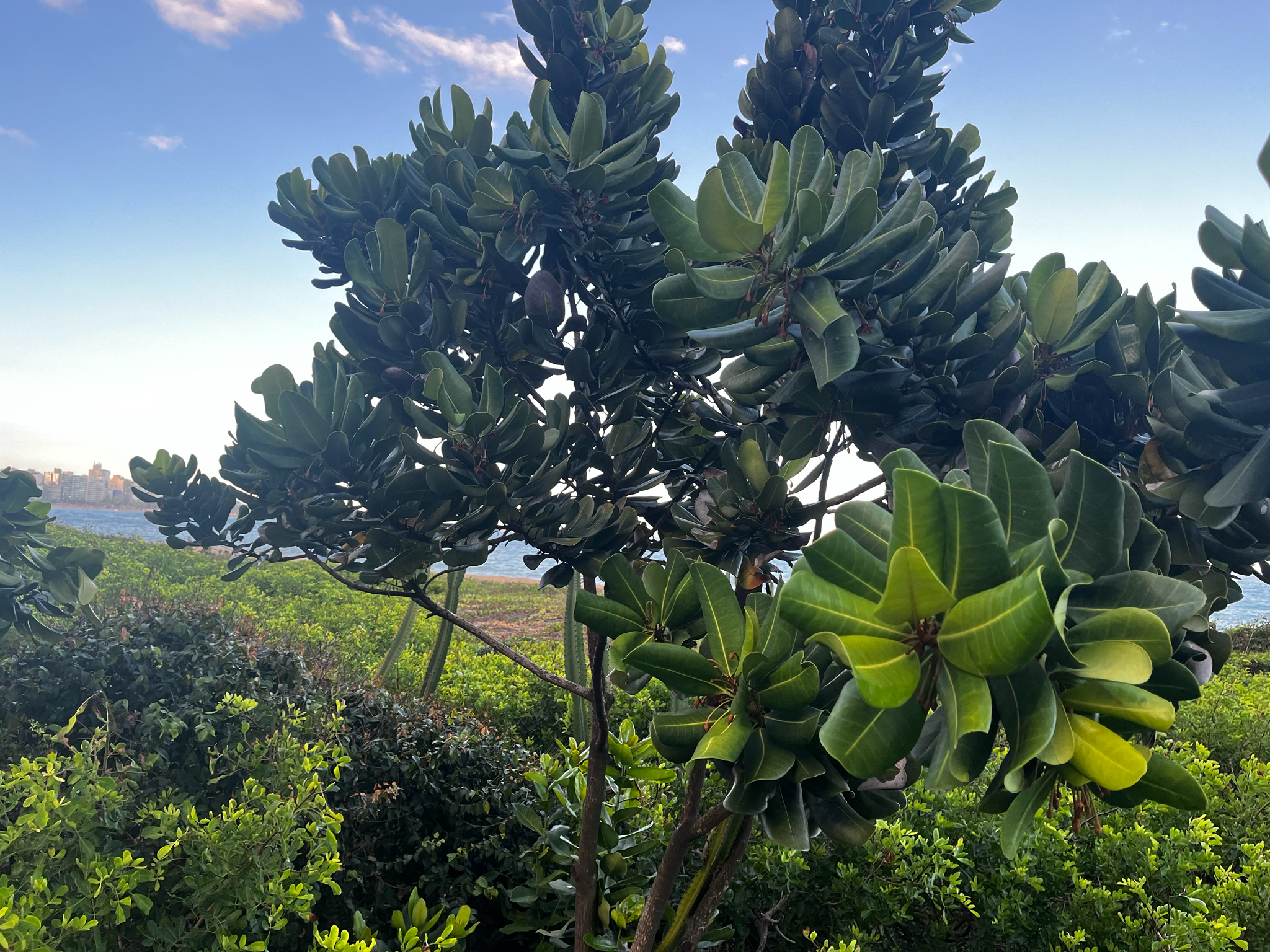 Imagem de Abricó-de-praia