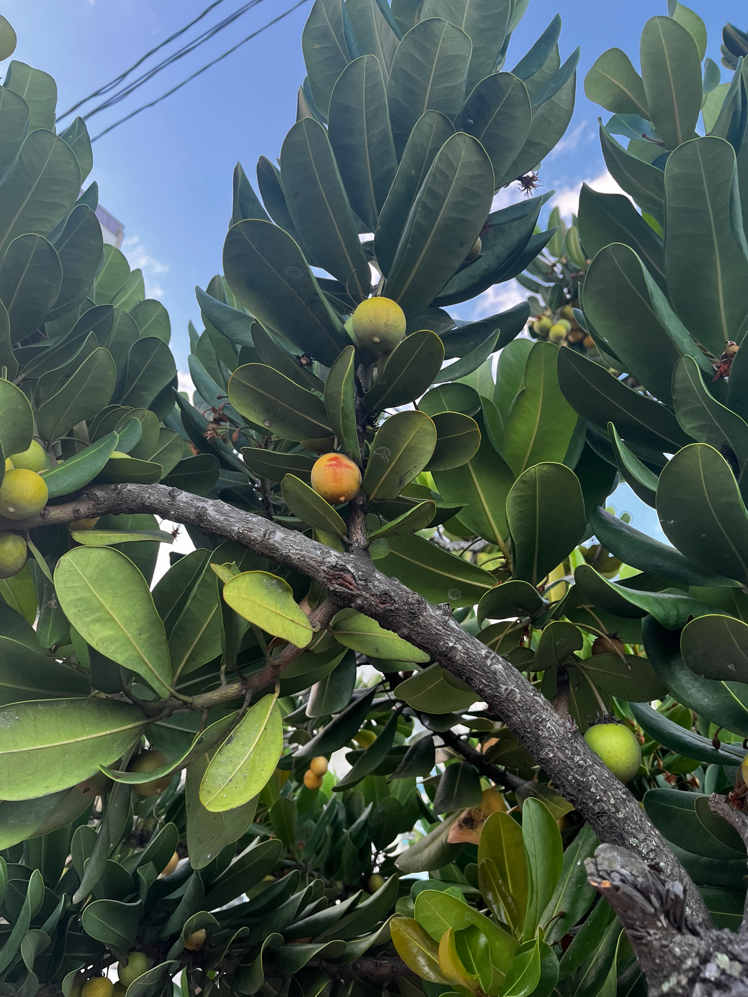 Imagem de Abricó-de-praia