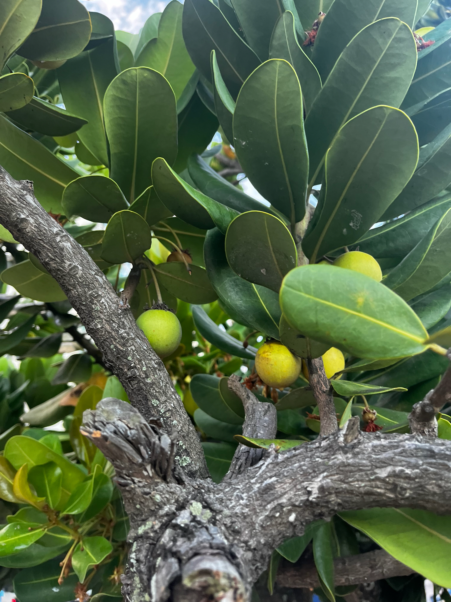 Imagem de Abricó-de-praia