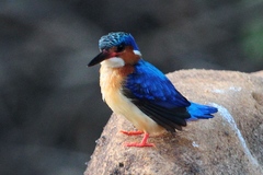 Corythornis vintsioides