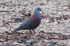 Nesoenas picturatus