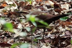 Mesitornis variegatus