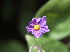 Solanum verrucosum